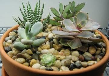 succulent garden 4